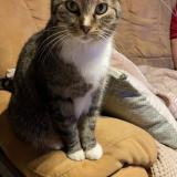 Foto del gato perdido en Maubeuge