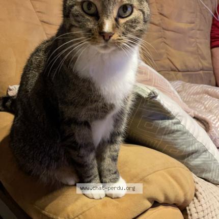 Foto 1/1 Taiga Chat perdido en Maubeuge