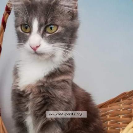 Foto 1/1 Grisette Chat perdido en Meymac