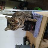 Foto del gato perdido en Meymac