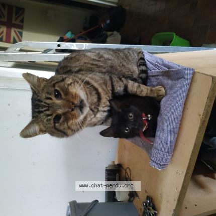 Foto 1/1 Tonton Chat perdido en Meymac