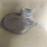 Foto del gato perdido en Laille