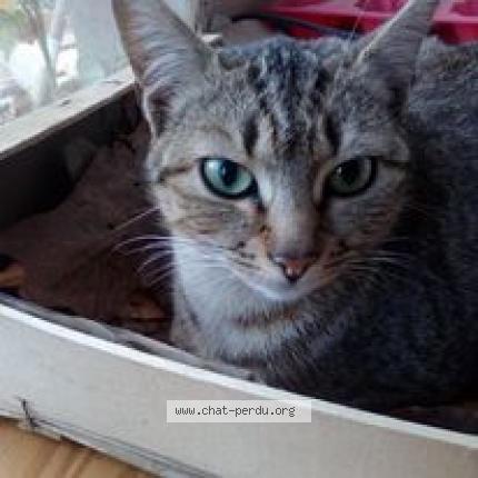 Foto 2/2 Attila Chat perdido en Laille