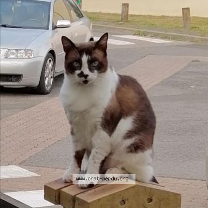 Foto 1/1 TICOEUR Chat perdido en Ozoir la ferriere