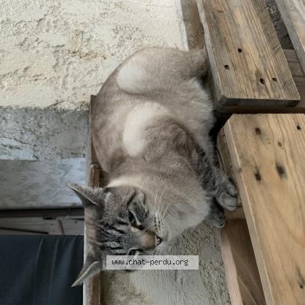 Foto 1/2 Gato encontrado Encontrado en Mouans sartoux