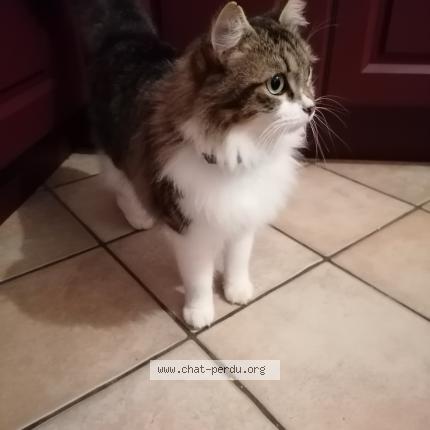 Foto 1/1 Meo Chat perdido en Herry