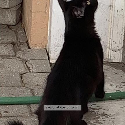 Foto 1/1 Jax Chat perdido en Brossard