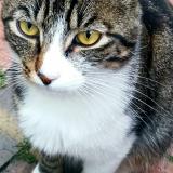 Foto del gato perdido en Gabarret