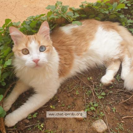 Foto 1/1 Samira Chat perdido en Ria sirach