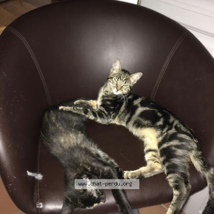 Foto 1/1 Nina Chat perdido en Saint martin de crau