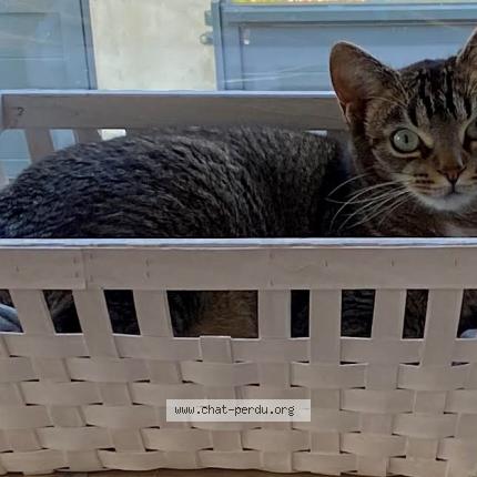 Foto 1/1 Ricky Chat perdido en Cherisy