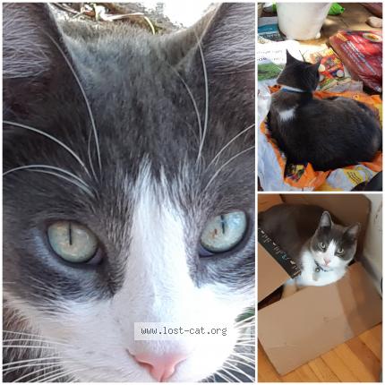 Foto 1/1 Sebastian Chat perdido en Toronto