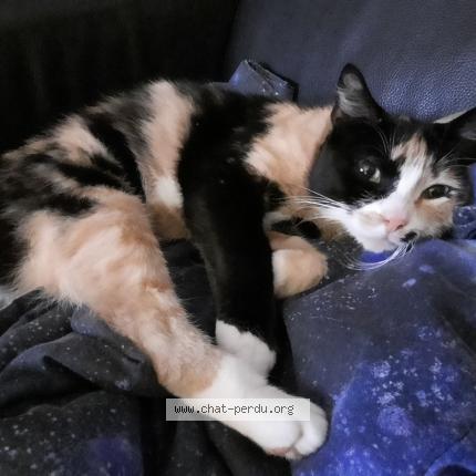 Foto 1/1 MAYA Chat perdido en Essars