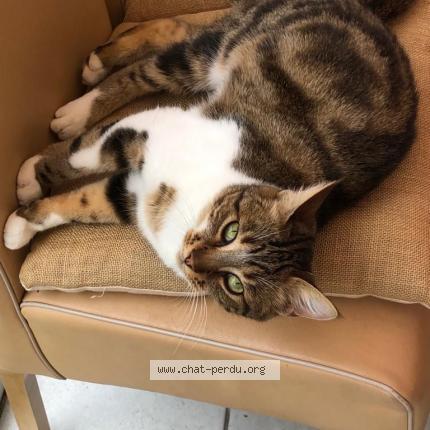 Foto 1/1 Tiger Chat perdido en Plaisir