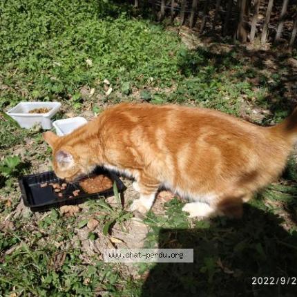Foto 1/1 Gato encontrado Encontrado en Lyon
