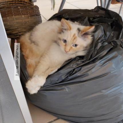 Foto 1/1 Elliot Chat perdido en Borderes sur l echez