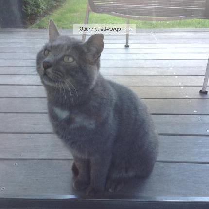 Foto 2/2 Gato encontrado Encontrado en Crozet