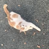 Foto del gato perdido en Le Passage D Agen