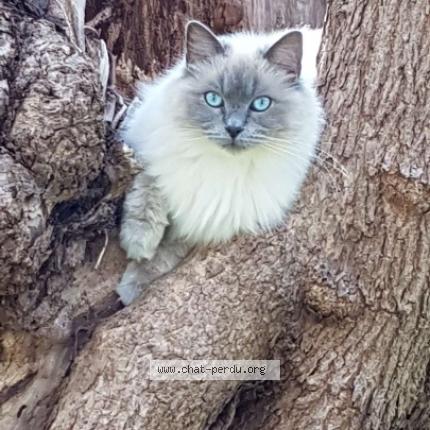 Foto 1/1 Blue Moon Chat perdido en Ile rousse