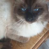 Foto del gato perdido en St Laurent De Mure