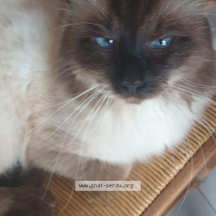 Foto 1/1 Gato encontrado Perdido en St laurent de mure