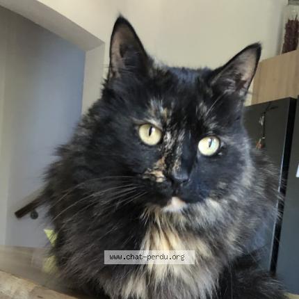 Foto 1/1 Noushka Chat perdido en Tavernes