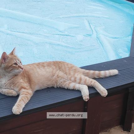 Foto 1/1 Béatrice SAFONT Chat perdido en Trouillas