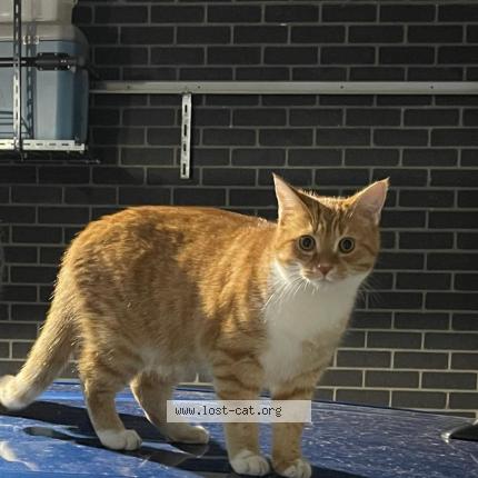 Foto 1/1 Eldon Chat perdido en Heidelberg heights