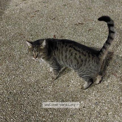 Foto 1/1 Gato encontrado Encontrado en Noyelles godault