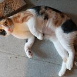 Foto del gato perdido en Baron