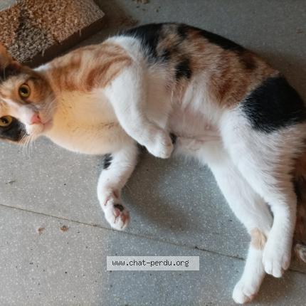 Foto 1/1 MELEK Chat perdido en Baron