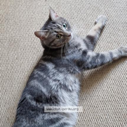 Foto 1/1 Chanel Chat perdido en Courbevoie