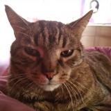 Foto del gato perdido en Marseille