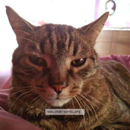 Foto 1/1 Lilou Chat perdido en Marseille