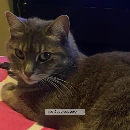 Foto 1/1 Kitten Chat perdido en St catharines l2p3a7