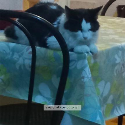 Foto 1/1 Gato encontrado Encontrado en Bron