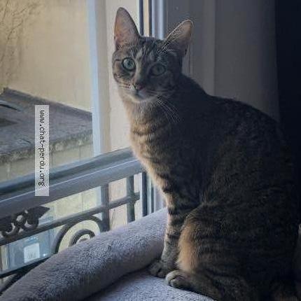 Foto 1/2 Gato encontrado Perdido en Nanterre