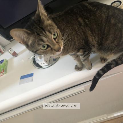 Foto 2/2 Gato encontrado Perdido en Nanterre