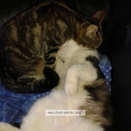 Foto 1/1 Mallow Chat perdido en Coudures