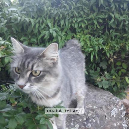 Foto 1/1 Kali Chat perdido en Le bois d oingt