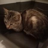 Foto de gato encontrado en Cannet Des Maures