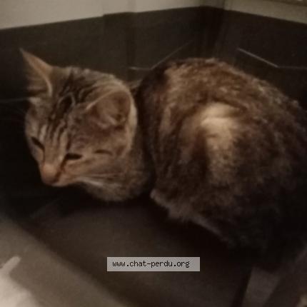 Foto 1/1 Gato encontrado Encontrado en Cannet des maures