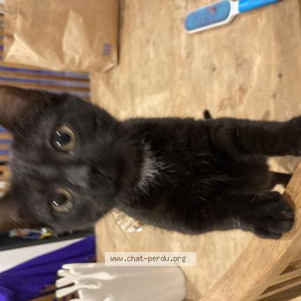 Foto 1/1 Poupee Chat perdido en Libourne