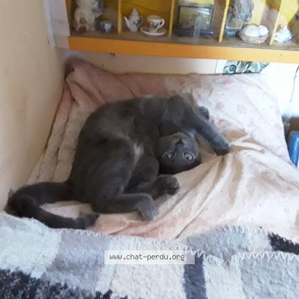 Foto 1/1 Gato encontrado Perdido en Vesseaux