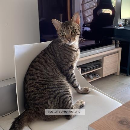 Foto 1/1 Gipsy Chat perdido en Bidart