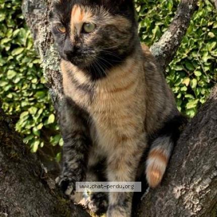 Foto 1/1 Shana Chat perdido en Meyzieu