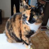 Foto del gato perdido en Les Maupas