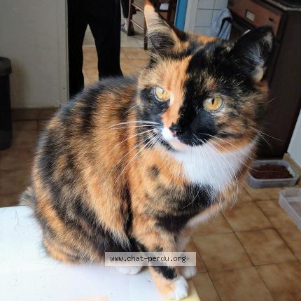 Foto 1/1 Croquette Chat perdido en Les maupas