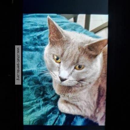 Foto 1/2 Anana Chat perdido en Grasse