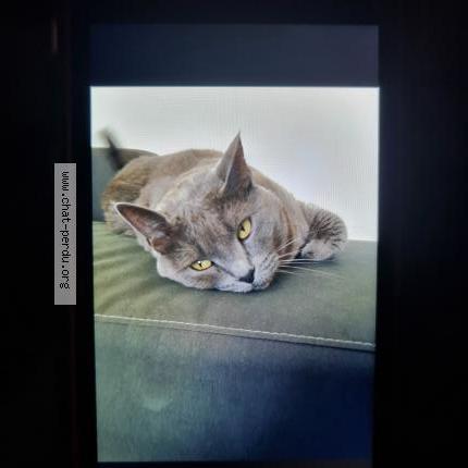 Foto 2/2 Anana Chat perdido en Grasse